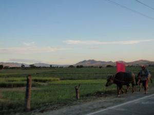 Farmer and Carabao in Nueva Ecija
